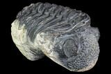 Bumpy, Partially Enrolled Drotops Trilobite - Long #100105-1